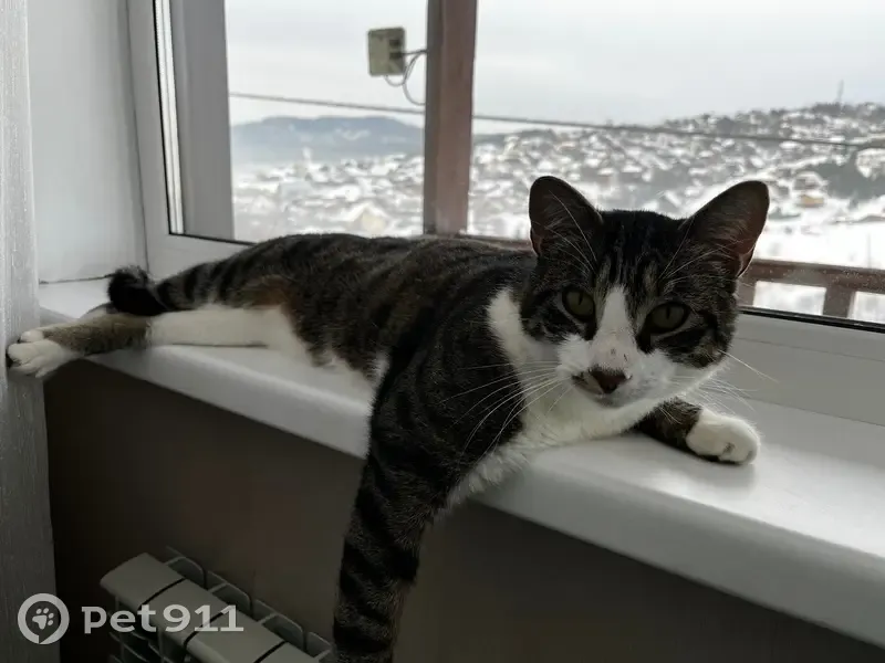 Пропал кот, Карьерная улица, Горно-Алтайск - полосатый окрас, без ошейника - photo