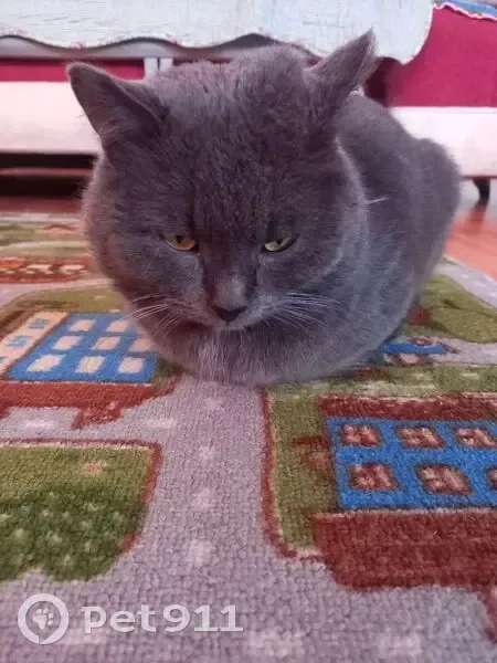 Пропал кот, Шептаки, Ойкасы - серый, возможно в сторону Моргауш - photo