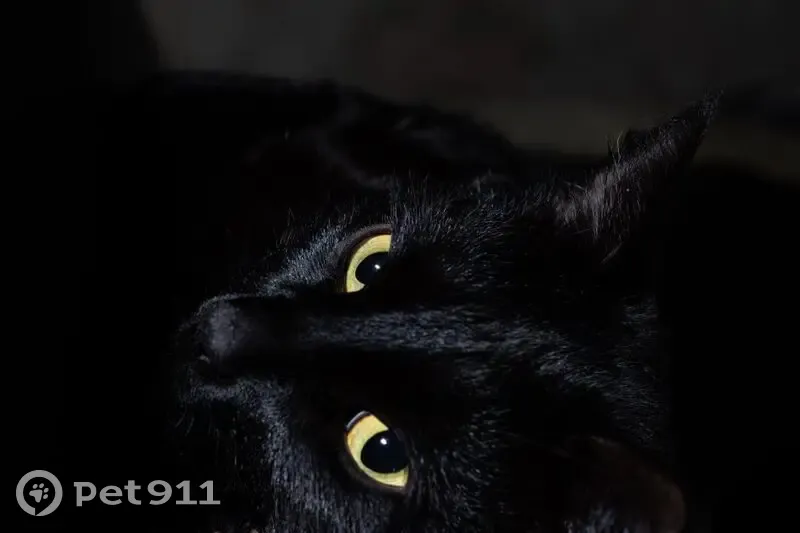 Пропал кот, Водопроводная улица, 89, Йошкар-Ола - чёрный с белым пятнышком - photo