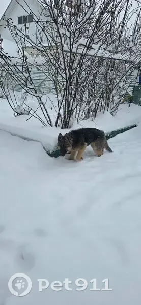 Пропал собака, Абинск, Краснодарский край - кличка Нэнси, зелёный ошейник - photo