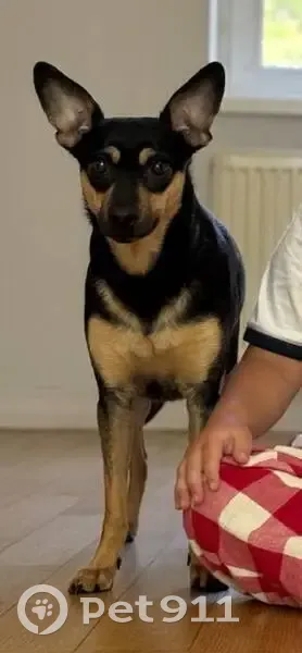 Пропала собака, СТ 