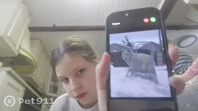 Пропал собака, Московская область, Раменский - белый энергичный мальчик - photo