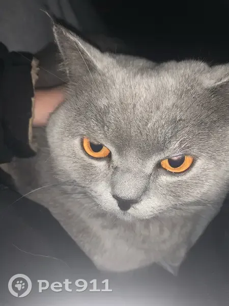 Пропала кошка, Лучковская улица, Елец - серый британец с красным ошейником - photo