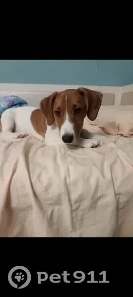 Пропала собака, 1-й Текстильный переулок, 13, Шуя - откликается на кличку Тим - photo