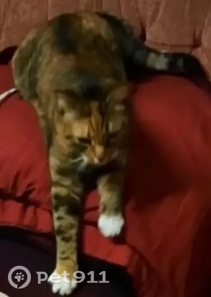 Пропала кошка, 2-й Ручейный тупик, Выборг - ласковая, упитанная - photo