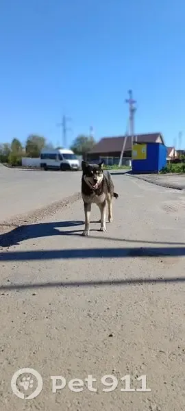 Пропал собака, Складской проезд, 16, Чебоксары - серый ошейник - photo