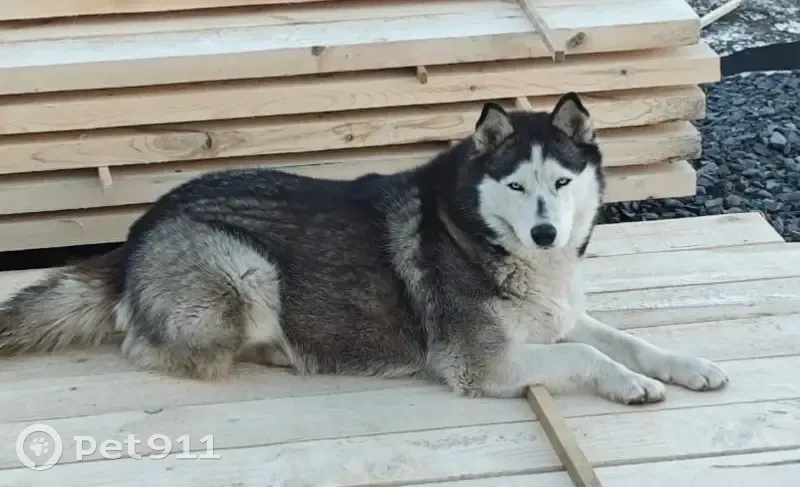 Пропала собака, Олимпийская улица, 25, Старый Оскол - прихрамывает на левую заднюю лапу - photo
