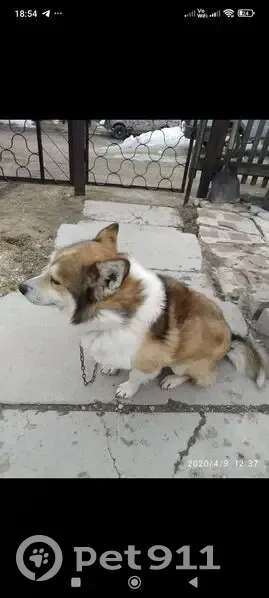 Пропала собака, улица Герцена, 4, Чусовой - с рыжей шерстью и белым воротничком - photo