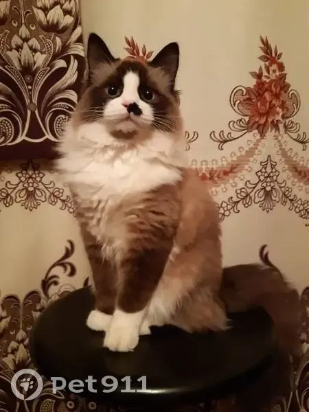 Пропал кот, 2-й Московский проезд, 5, Саратов - серо-бело-чёрный - photo