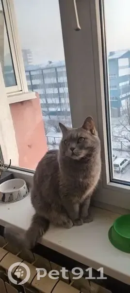 Пропала кошка, 50, Чита - серая с жёлтыми глазами - photo