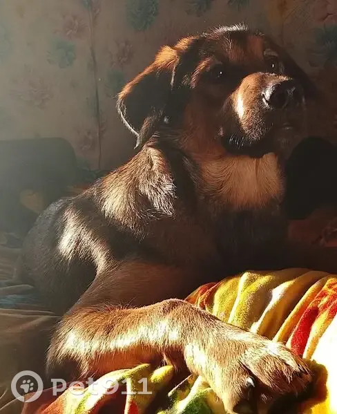 Пропала собака, женский пол, улица Дзержинского, городское поселение Кунья - photo