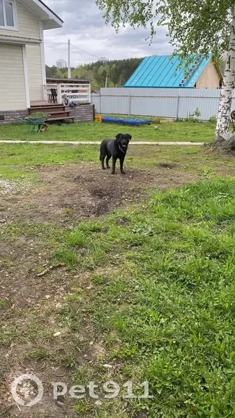 Пропал собака, улица Академика Сахарова, 41А, Томск - кобель метис лабрадора - photo