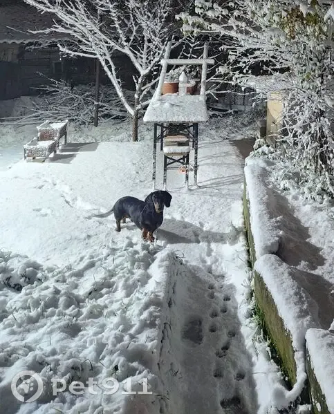 Пропал собака, Калужская улица, Новороссийск - свежая рана от укуса - photo