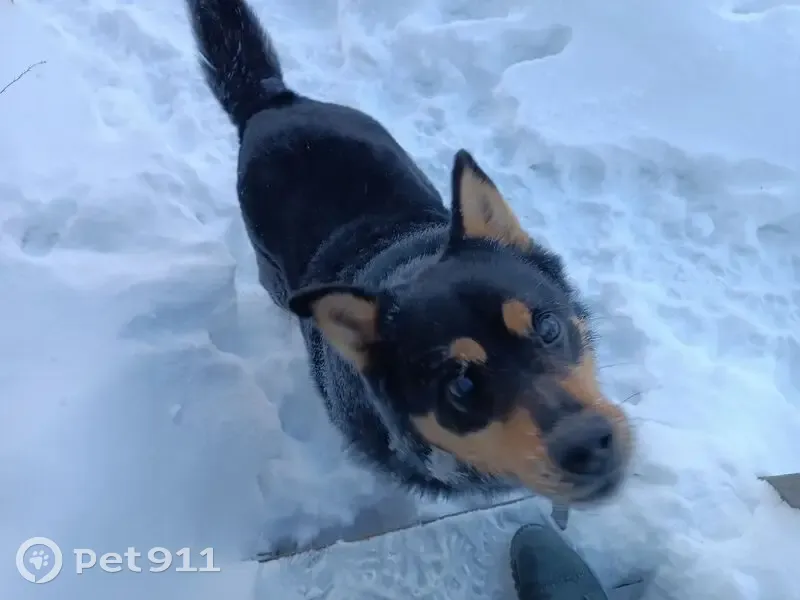 Пропала собака, улица Гончарова, 19, Тула - пёс слепой с ошейником - photo