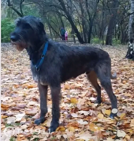 Пропала собака, Профсоюзная улица, Москва - ирландский волкодав, мальчик - photo