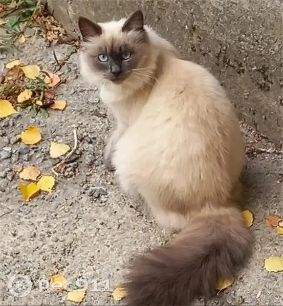 Пропала кошка, проспект Мира, 10, Заволжье - невская маскарадная - photo