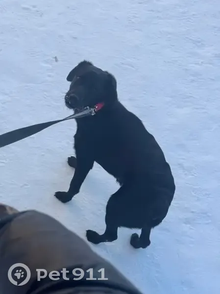 Пропала собака, Студенецкая набережная, городской округ Тамбов - чёрная с красным ошейником - photo