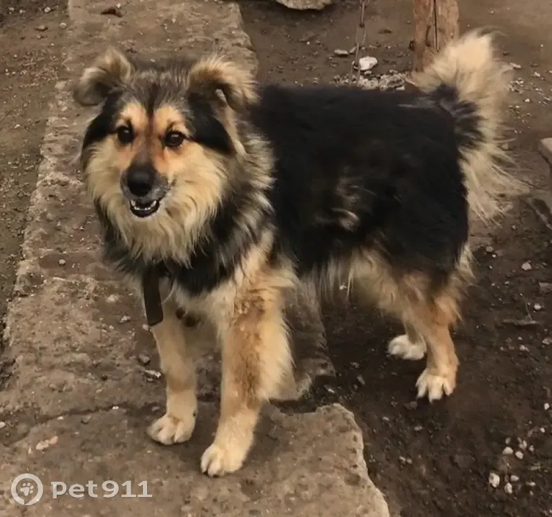 Пропала собака, Госпитомник, Волгоградская область - лохматый, дружелюбный, в красном ошейнике - photo