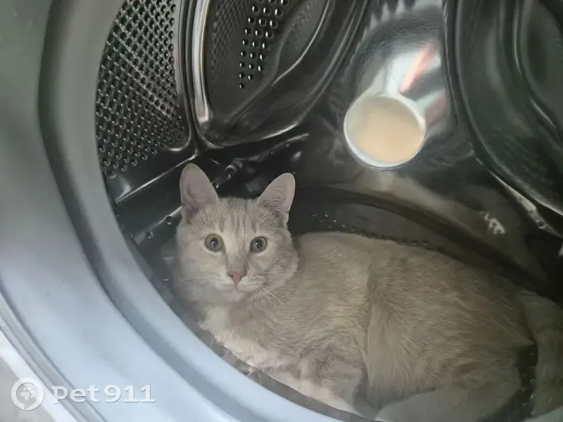 Пропал кот, Заводской проезд, 3 к25, Фрязино - 8 месяцев, синий ошейник - photo