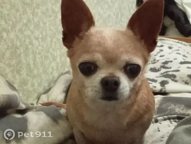 Пропала собака, Широкая улица, Михайловск - рыжая с беловатой мордочкой - photo