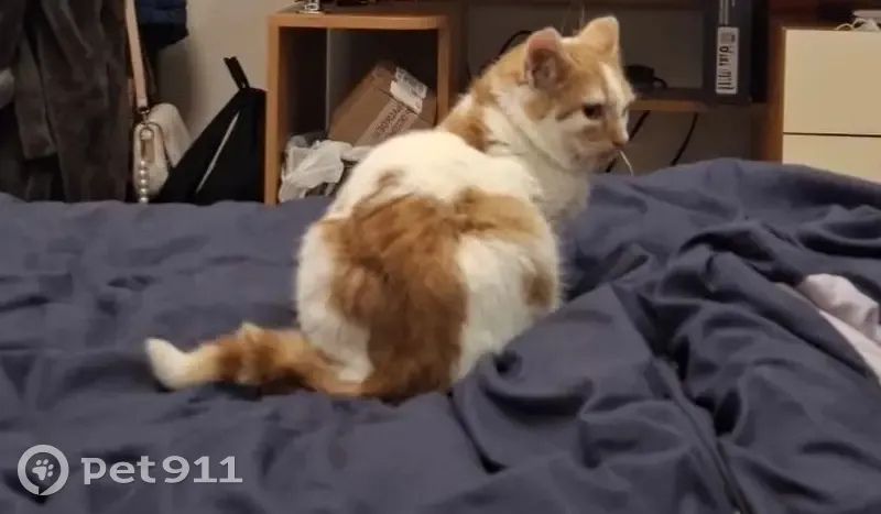 Пропал кот, Пионерский переулок, 8, Анапа - рыжа-белый, возраст 4-5 месяцев - photo