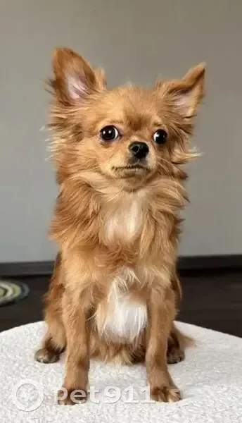 Пропал собака, улица Рокоссовского, 4, Новокузнецк - маленький мальчик чихуахуа - photo