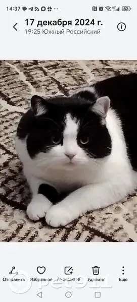 Пропал кот, Садовая улица, 299, Краснодар - черно-белый, доброе поведение - photo