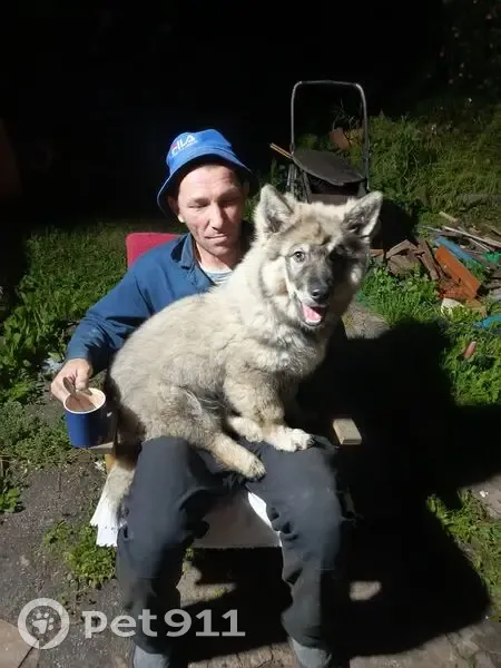 Пропал собака, мужской, Лазурная улица, Челябинск - окрас похожий на волка - photo