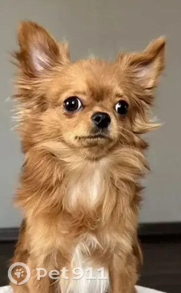 Пропал собака, проспект Бардина, 42, Новокузнецк - окрас рыжий, глаза темно-карие - photo