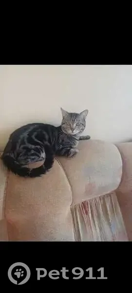 Пропал кот, 1-й Краснодарский проезд, 2 к1, Краснодар - окрас похож на бенгальского - photo