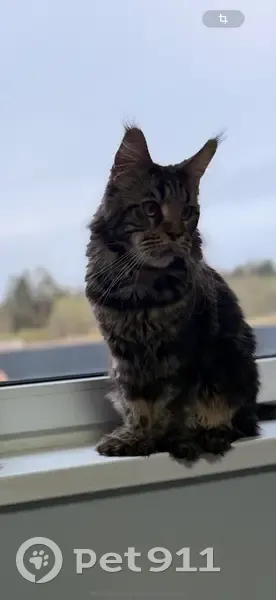 Пропал кот, Пениковское сельское поселение, Ленинградская область - сбежал из машины - photo