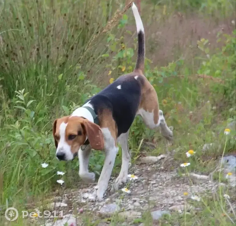 Пропал собака, переулок Чкалова, Ставрополь - ласковый, 7 лет - photo