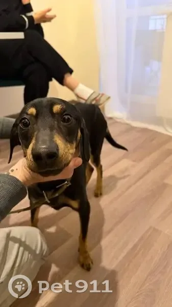 Найден собака, Борисовский бульвар, Калининград - кобель, черный с коричневыми подпалинами - photo