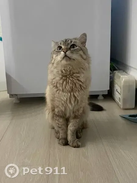 Пропал кот, улица Михаила Ломоносова, 20, Кукмор - серый с голубыми глазами - photo