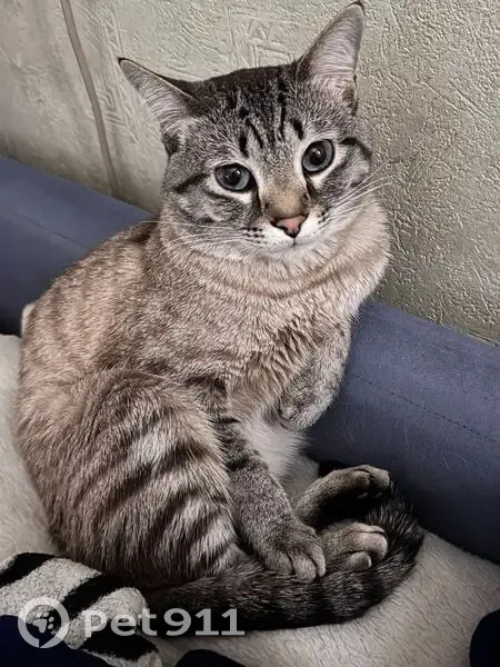 Пропал кот, Советская улица, 70, Самара - британец с голубыми глазами - photo