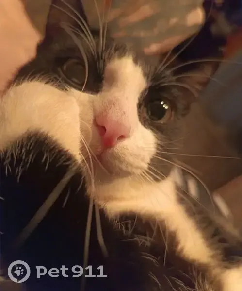 Пропал кот, улица Саммера, 24Б, Вологда - чёрно-белая окраска - photo