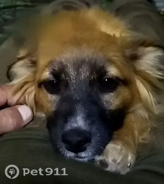 Пропала собака, Ростов-на-Дону, Ростовская область - девочка, рыжая с чёрной мордой - photo