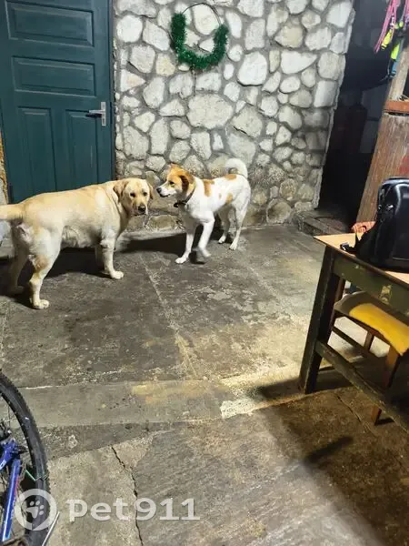 Пропал собака, улица Энергетиков, городской округ Сириус - взрослый лабрадор - photo