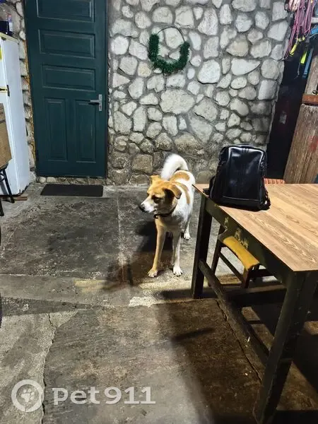 Пропала собака, женский пол, улица Энергетиков, городской округ Сириус - photo