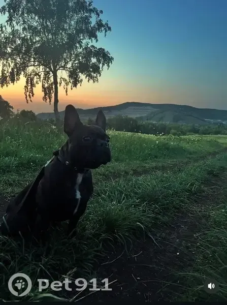 Пропал собака, улица Победы, 15, Жигулёвск - чёрный с рыжевой на спине - photo