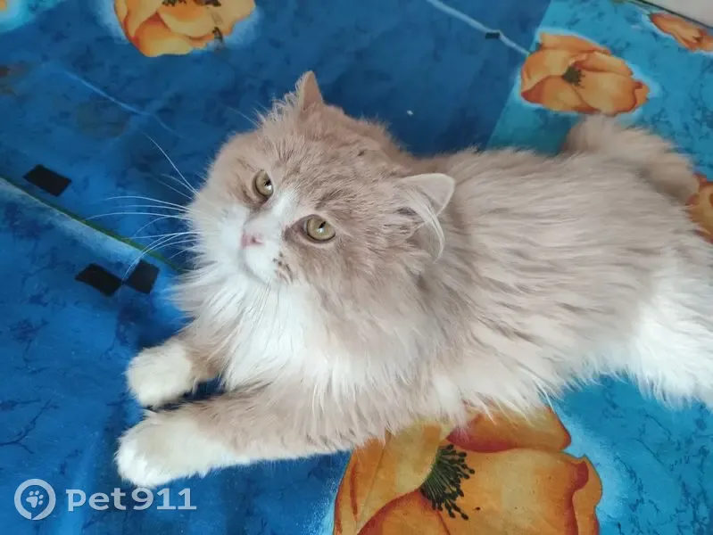 Пропал кот, Старонечаевская улица, 19, Егорьевск - большой пушистый, окрас персиковый - photo