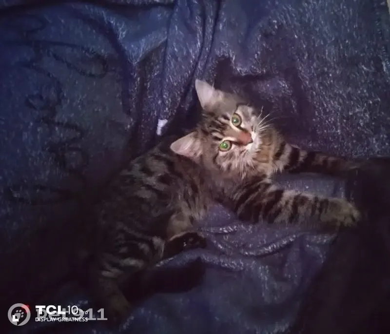 Пропал кот, улица Володарского, Абинск - похож на мэйн-куна - photo