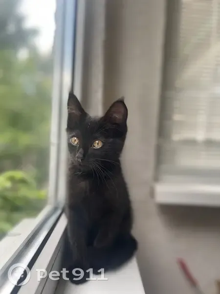 Пропал кот, улица Машиностроителей, 14, Ясногорск - сиреневый ошейник - photo