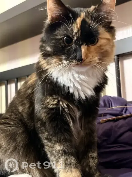 Пропала кошка, улица Генерала Тюленева, 23 к1, Москва - трёхцветная девочка - photo