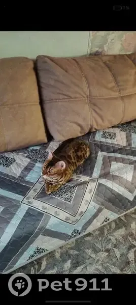 Пропала кошка, Днепровский переулок, 115, Ростов-на-Дону - откликается на кличку Лайма - photo