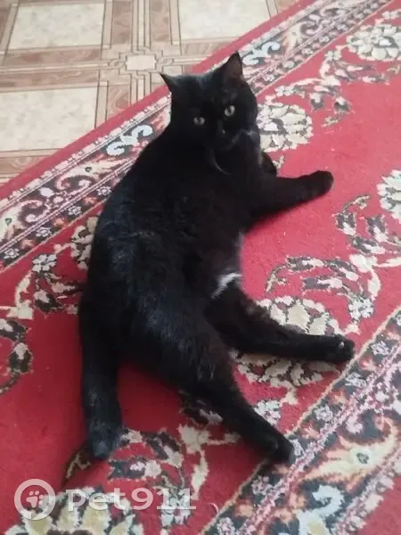 Пропал кот, Фасадная улица, 20, Новосибирск - чёрный, убежал из контейнера для переноса - photo