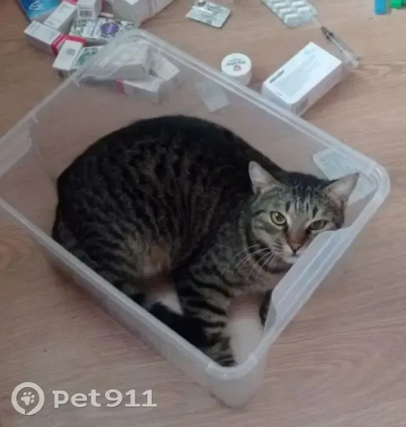 Пропал кот, улица Ворошилова, 12, Морозовск - полосатый с белым ошейником - photo