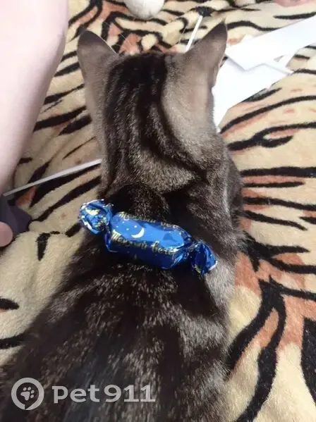 Пропала кошка, улица Ворошилова, 12, Морозовск - полосатая с белым ошейником - photo