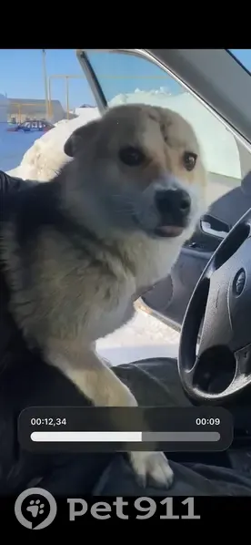 Пропала собака, Торговая площадь, Шигоны - смесь хаски с немцем - photo