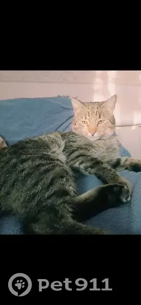 Пропал кот, Иглино, Башкортостан - крупный, вес около 6 кг - photo